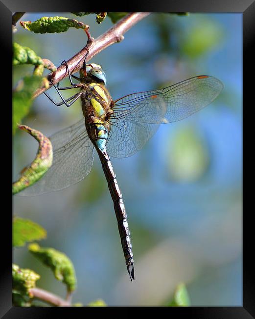Common Hawker Dragonfly Framed Print by Louise  Hawkins