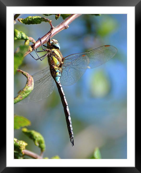 Common Hawker Dragonfly Framed Mounted Print by Louise  Hawkins