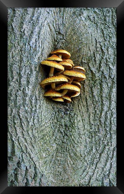Fungus growing on tree Framed Print by Louise  Hawkins