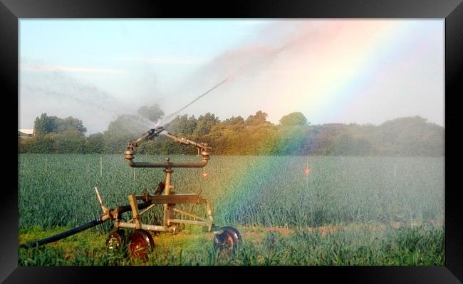 Rainbow and Sprinkler Framed Print by Andrew Steer