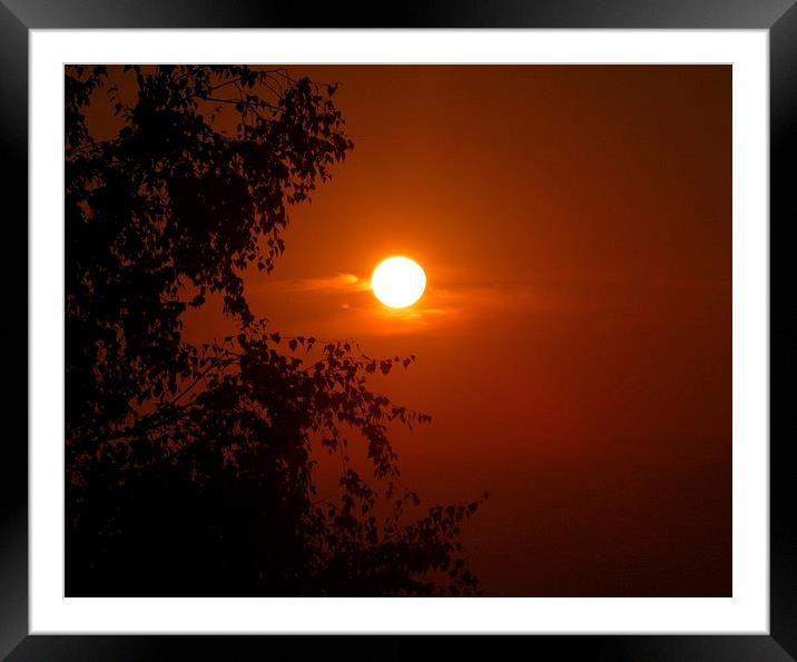 Tree and the setting sun Framed Mounted Print by Andrew Steer