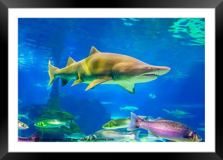 Shark Framed Mounted Print by Dragomir Nikolov