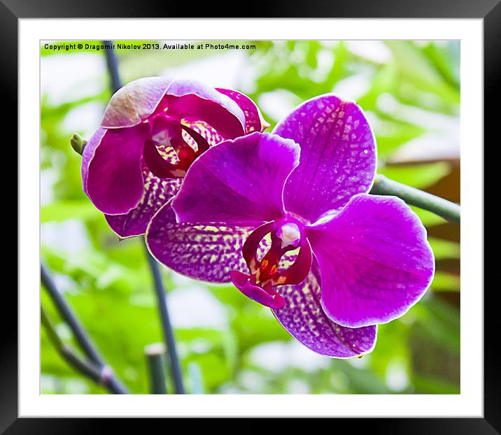 orchids in green background Framed Mounted Print by Dragomir Nikolov