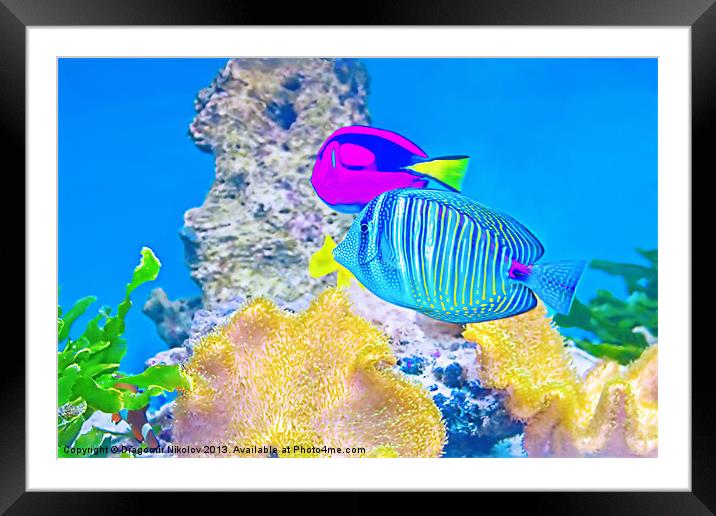 coral fishes Framed Mounted Print by Dragomir Nikolov
