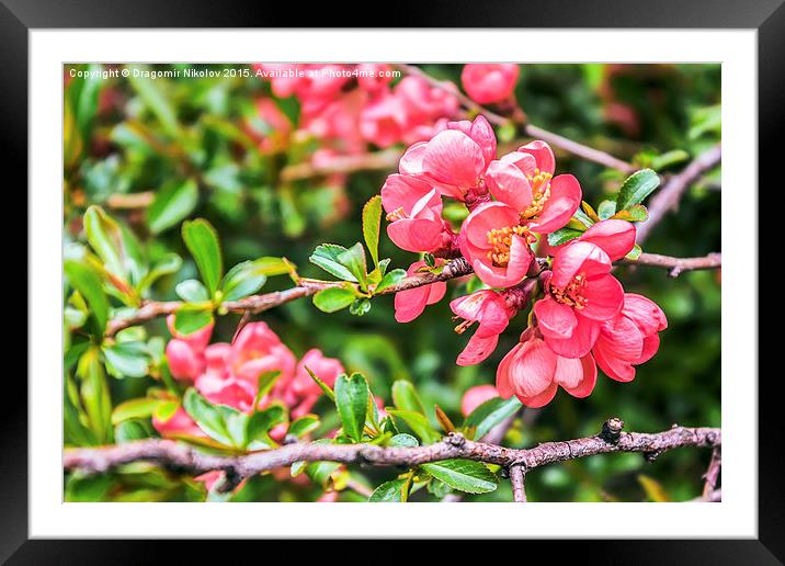 Spring blossoms Framed Mounted Print by Dragomir Nikolov