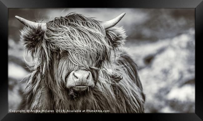 Highland cow  Framed Print by Archie Mclaren