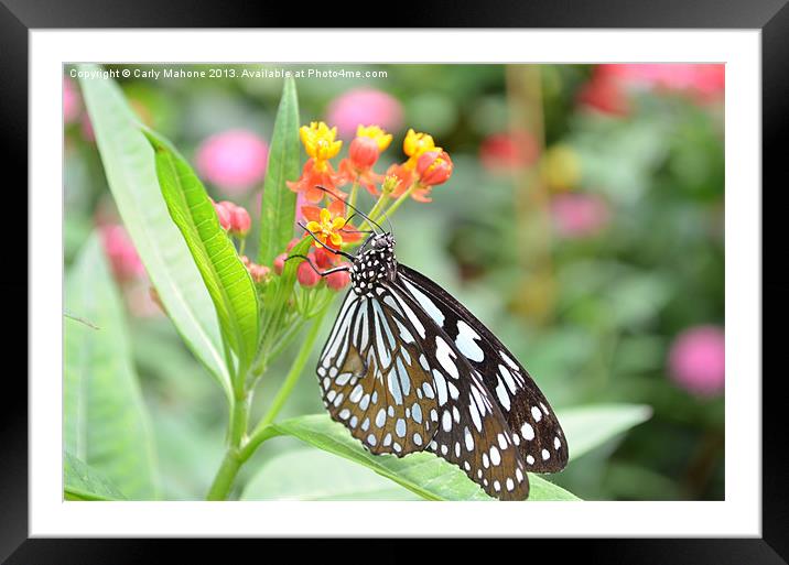 Butterfly on Flower Framed Mounted Print by Carly Mahone