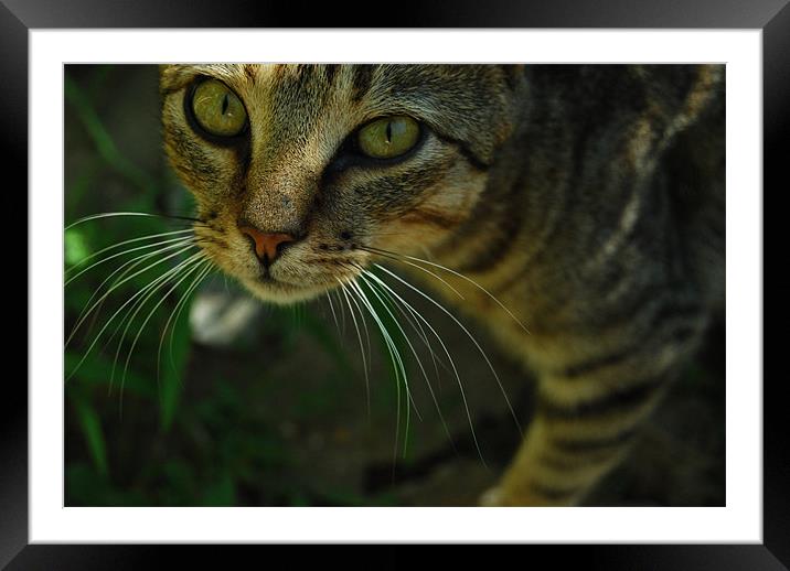 Mr. Whiskers Framed Mounted Print by Gabriela Olteanu