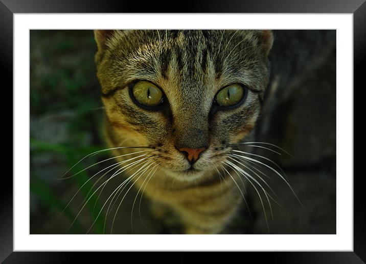 Mr. Whiskers Framed Mounted Print by Gabriela Olteanu