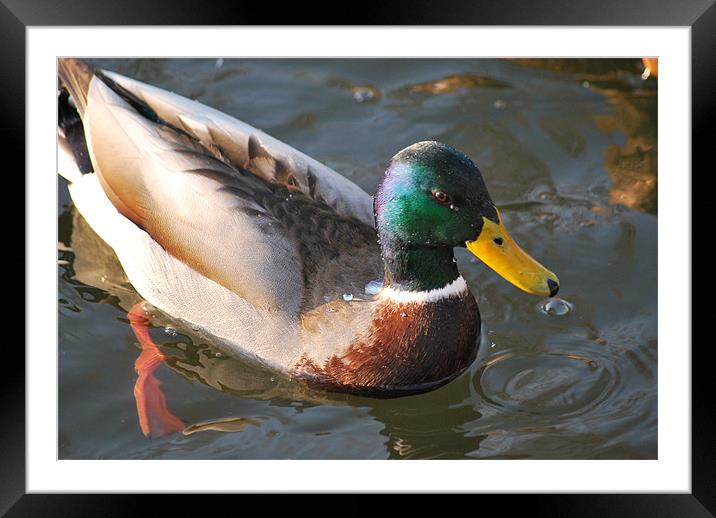 Duck on the lake Framed Mounted Print by Gabriela Olteanu