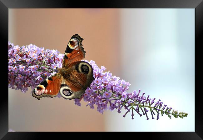 Peacock Butterfly Framed Print by Gabriela Olteanu