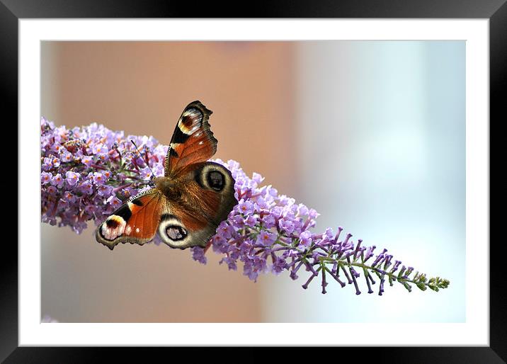 Peacock Butterfly Framed Mounted Print by Gabriela Olteanu