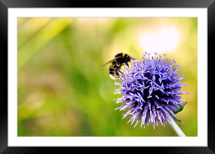 Busy Bee Framed Mounted Print by Gabriela Olteanu