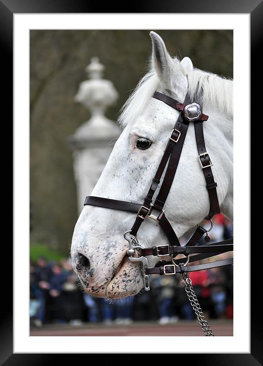 White horse Framed Mounted Print by Gabriela Olteanu