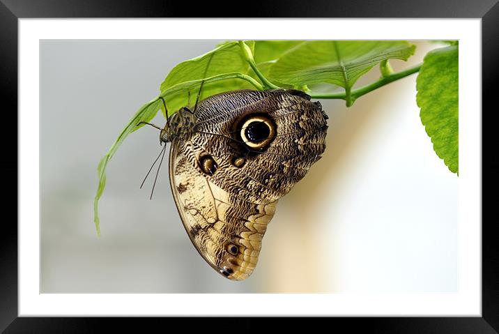 Owl butterfly Framed Mounted Print by Gabriela Olteanu