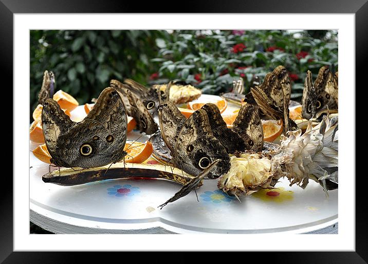 Butterflies feeding Framed Mounted Print by Gabriela Olteanu