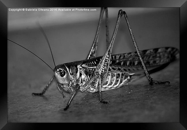 Mr. Grasshopper Framed Print by Gabriela Olteanu