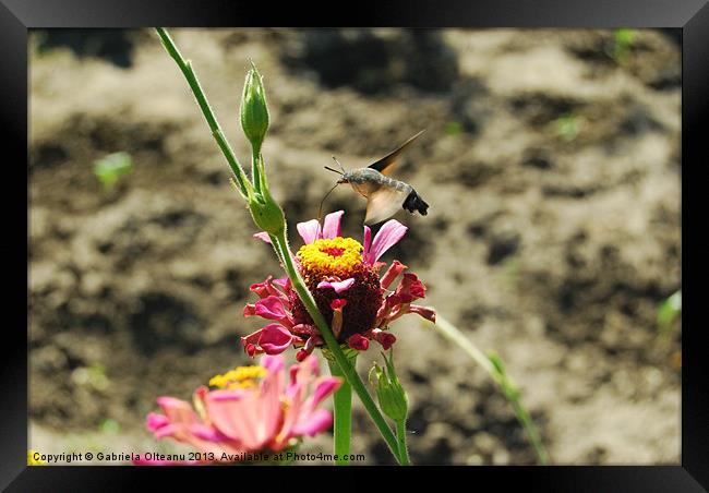 Hummingbird Hawk-moth Framed Print by Gabriela Olteanu