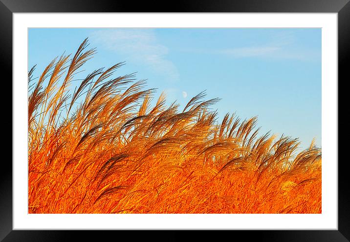 Golden Ears Of Wheat Framed Mounted Print by Gabriela Olteanu