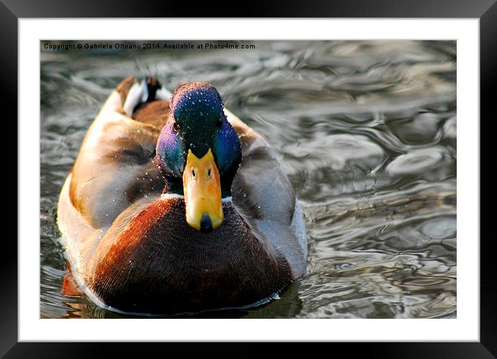 Purple Headed Mallard Framed Mounted Print by Gabriela Olteanu