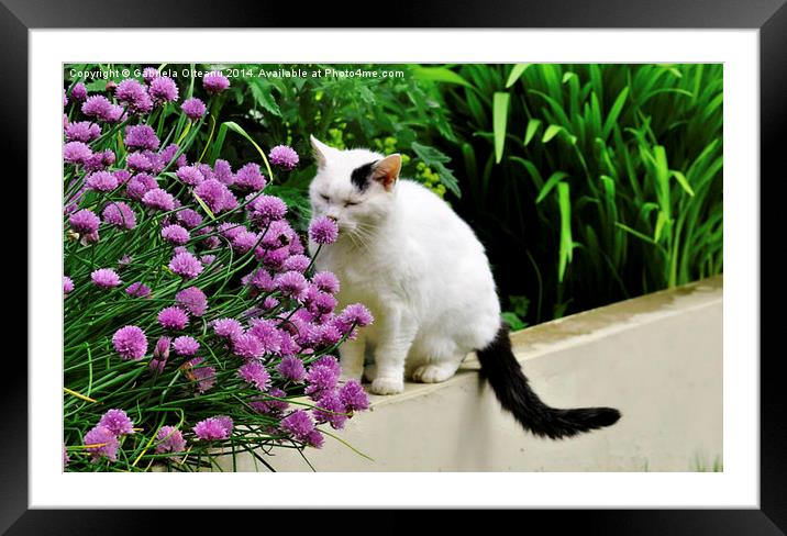 Stop and smell the flowers Framed Mounted Print by Gabriela Olteanu