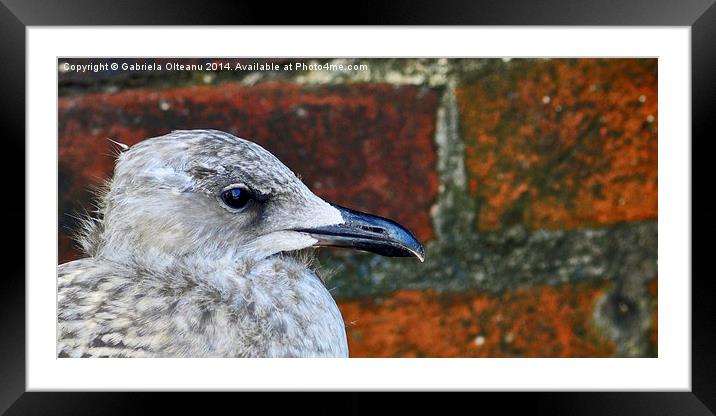 Baby Seagull Framed Mounted Print by Gabriela Olteanu