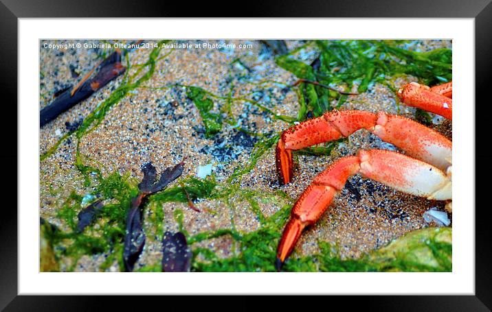 Lost in dry land Framed Mounted Print by Gabriela Olteanu