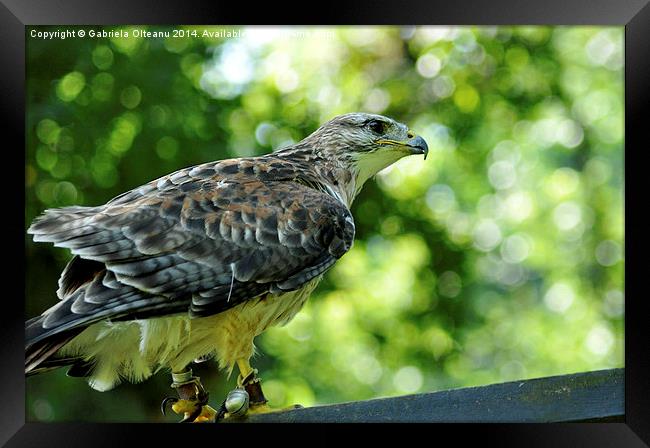 Birds of Prey Framed Print by Gabriela Olteanu