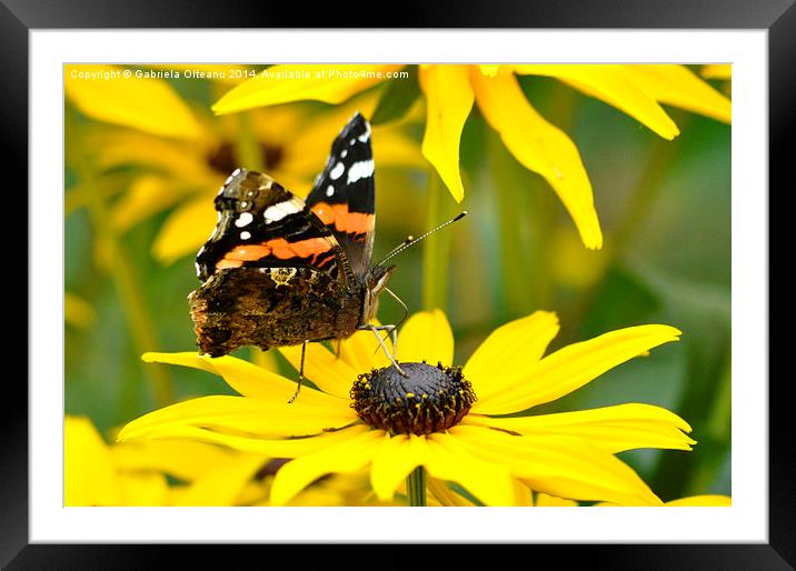  Butterfly feeding I  Framed Mounted Print by Gabriela Olteanu