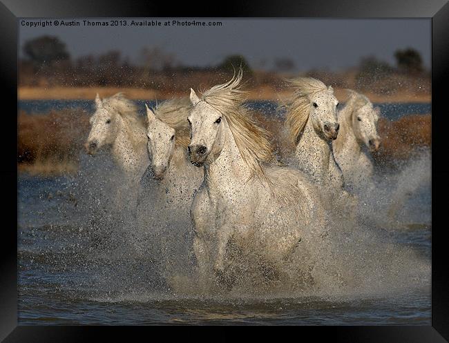 Camargue Horses running in water Framed Print by Austin Thomas
