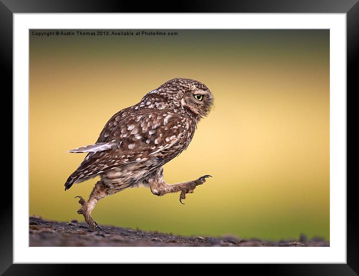 Little Owl wait for me Framed Mounted Print by Austin Thomas