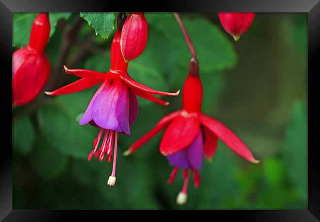 Pink and purple fuchsia Framed Print by