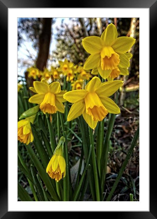 trumpets of gold Framed Mounted Print by chrissy woodhouse