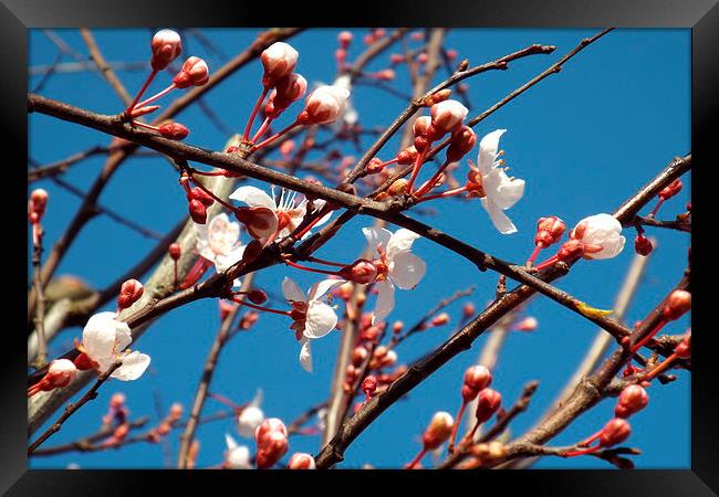 spring buds Framed Print by chrissy woodhouse