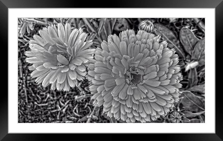 dahlias in selenium Framed Mounted Print by chrissy woodhouse