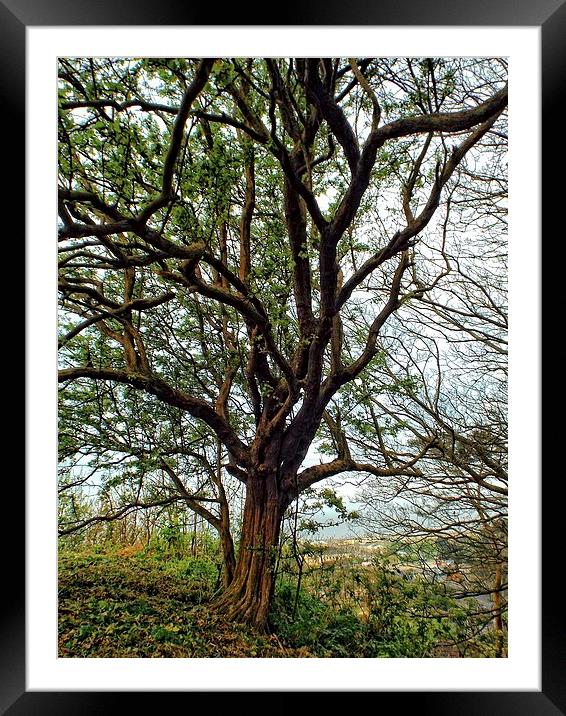 view of the tree Framed Mounted Print by chrissy woodhouse