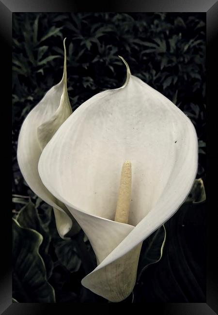 calla lily Framed Print by chrissy woodhouse