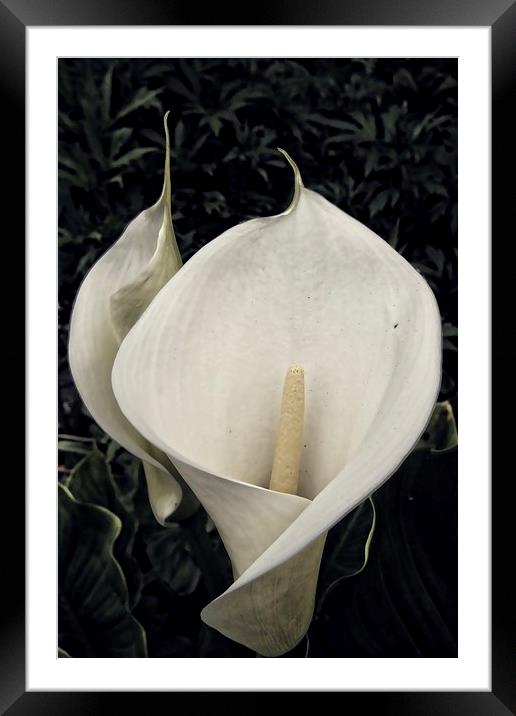 calla lily Framed Mounted Print by chrissy woodhouse