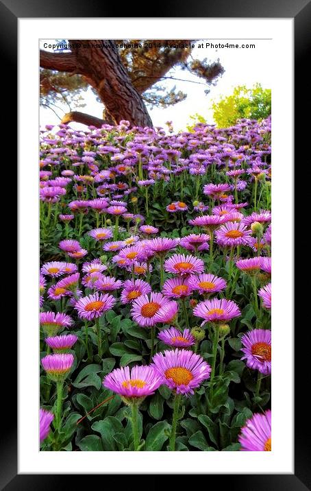 asters in the park Framed Mounted Print by chrissy woodhouse