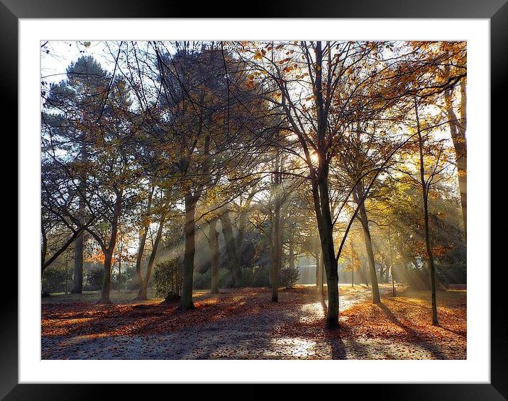  autumnal rays Framed Mounted Print by chrissy woodhouse