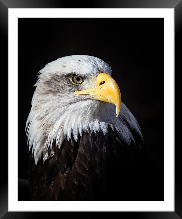 Bald Eagle Framed Mounted Print by Andy McGarry
