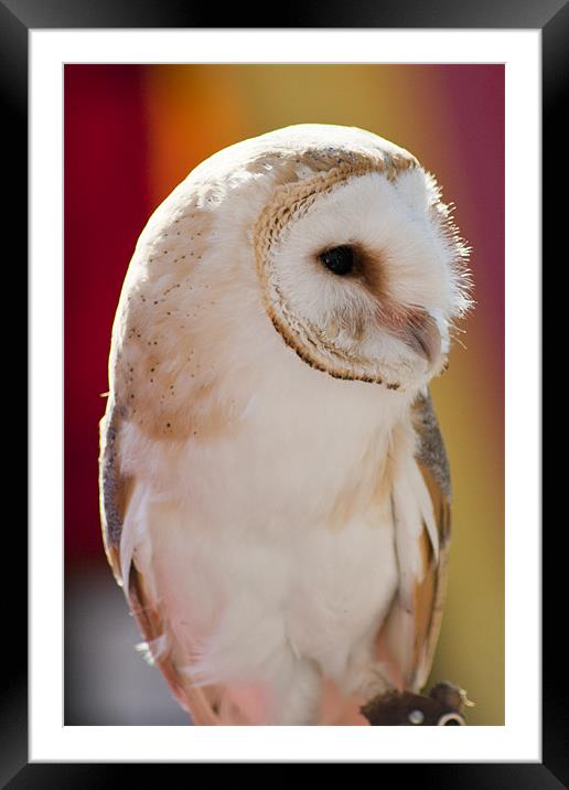Barn Owl Framed Mounted Print by Andy McGarry