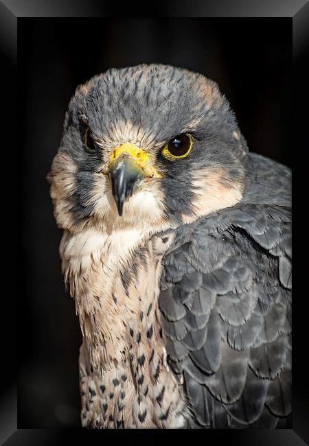 Peregrine Falcon Portrait Framed Print by Andy McGarry