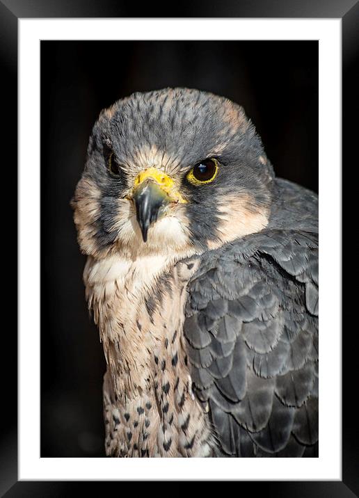 Peregrine Falcon Portrait Framed Mounted Print by Andy McGarry