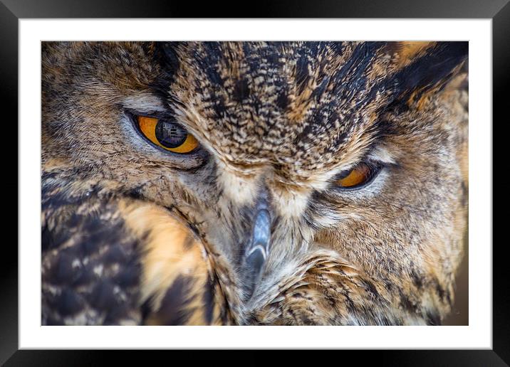 European Eagle Owl Framed Mounted Print by Andy McGarry