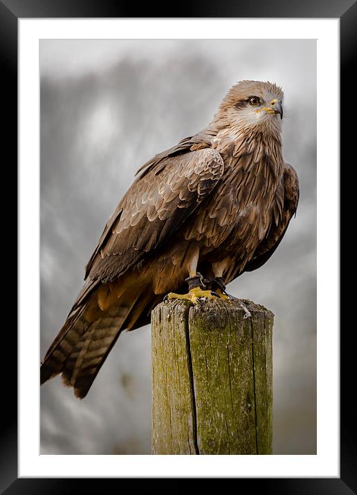 Black Kite Framed Mounted Print by Andy McGarry