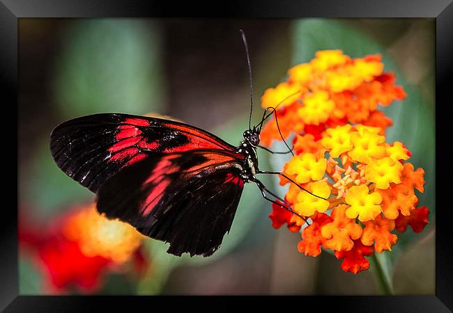 Postman Butterfly Feeding Framed Print by Andy McGarry