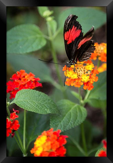 Postman Butterfly Portrait Framed Print by Andy McGarry