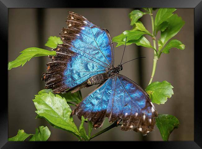 Blue Morpho Butterfly Framed Print by Andy McGarry