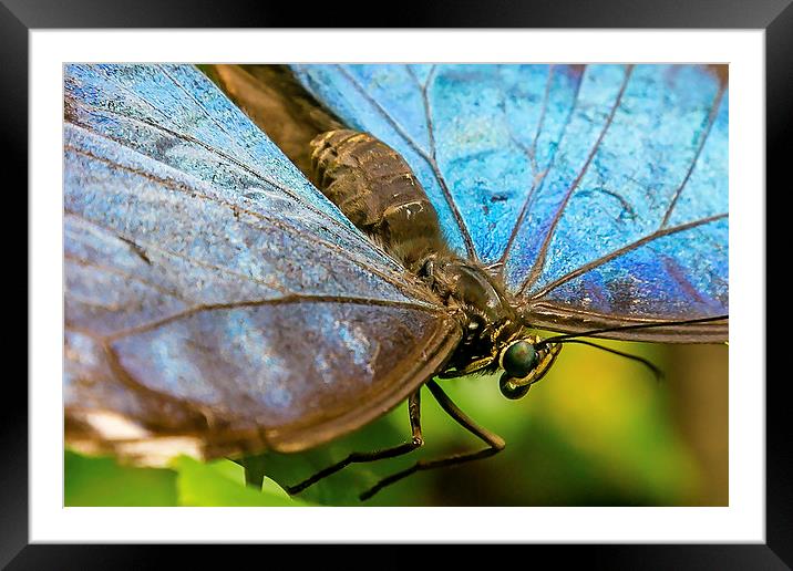 Blue Morphos Butterfly Closeup Framed Mounted Print by Andy McGarry